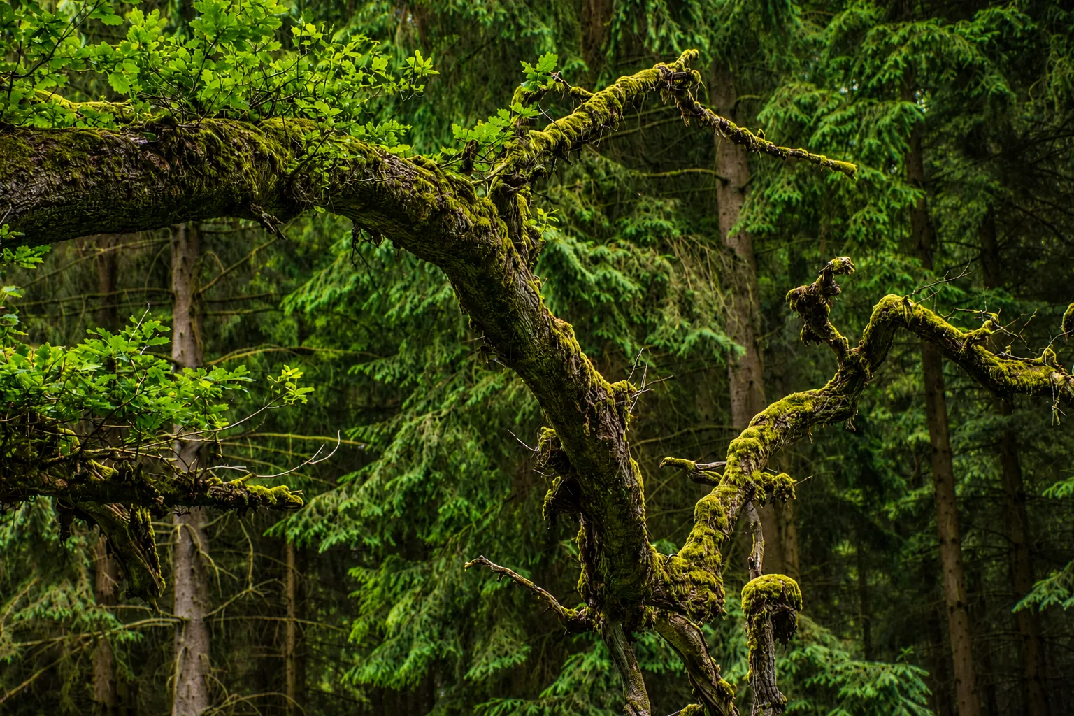 Step out the door, and the Reinhardswald is already there